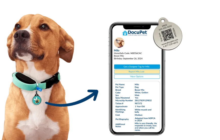 Dog wearing a DocuPet tag, linked to Milo’s pet profile on a phone. The back of the tag shows his name, a phone number, a QR code, his tag ID and the DocuPet hotline.
